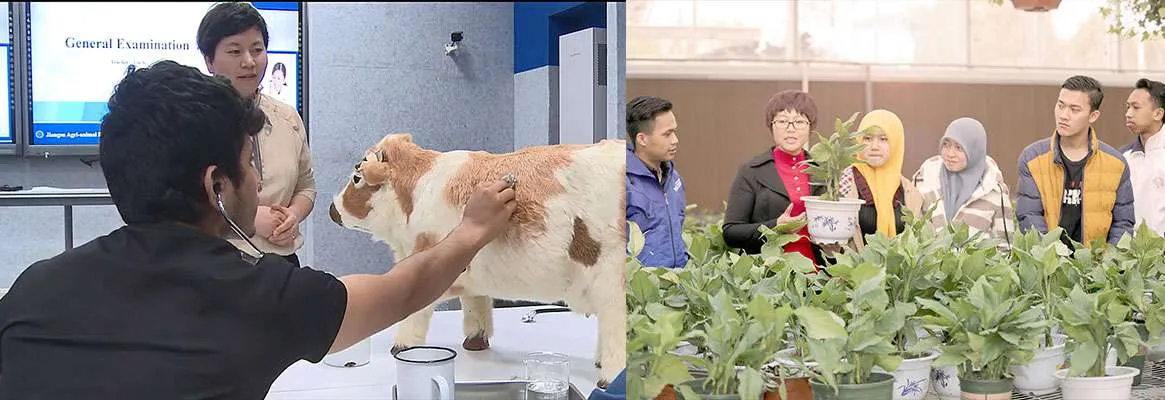 Цзянсуский профессиональный колледж сельского и животноводческого хозяйства — фото 14